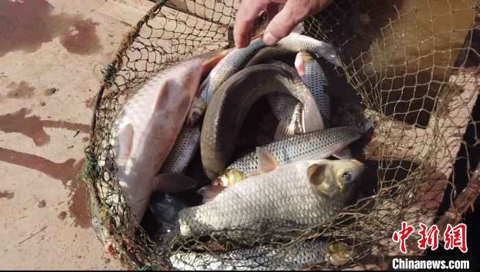  黄河内蒙古段“餐桌未启” 民众将“开河鱼”打包尝鲜